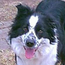 Li'l Britches was adopted in 2004